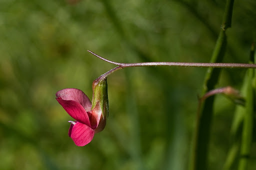 Lathyrus nissolia