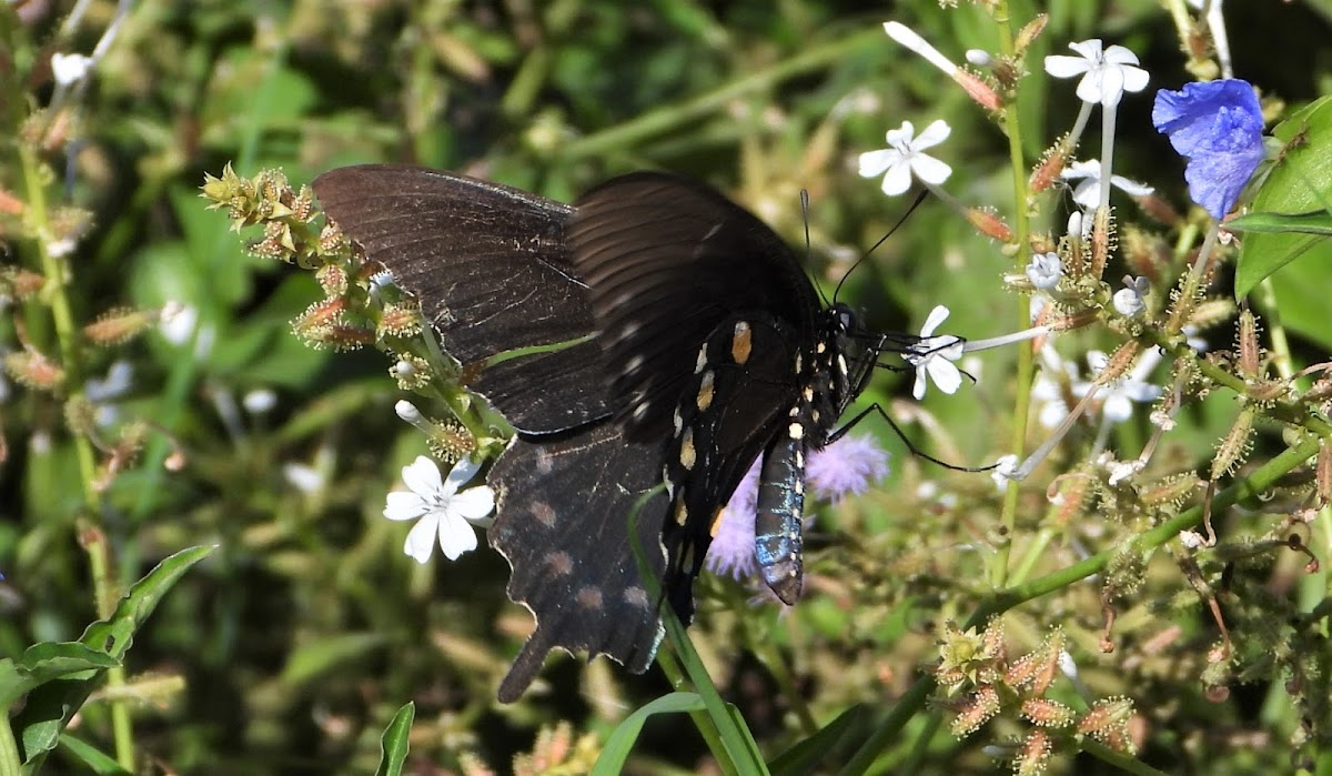 Pipevine swallowtail