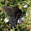 Pipevine swallowtail