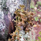 Fringed wrinkle lichen