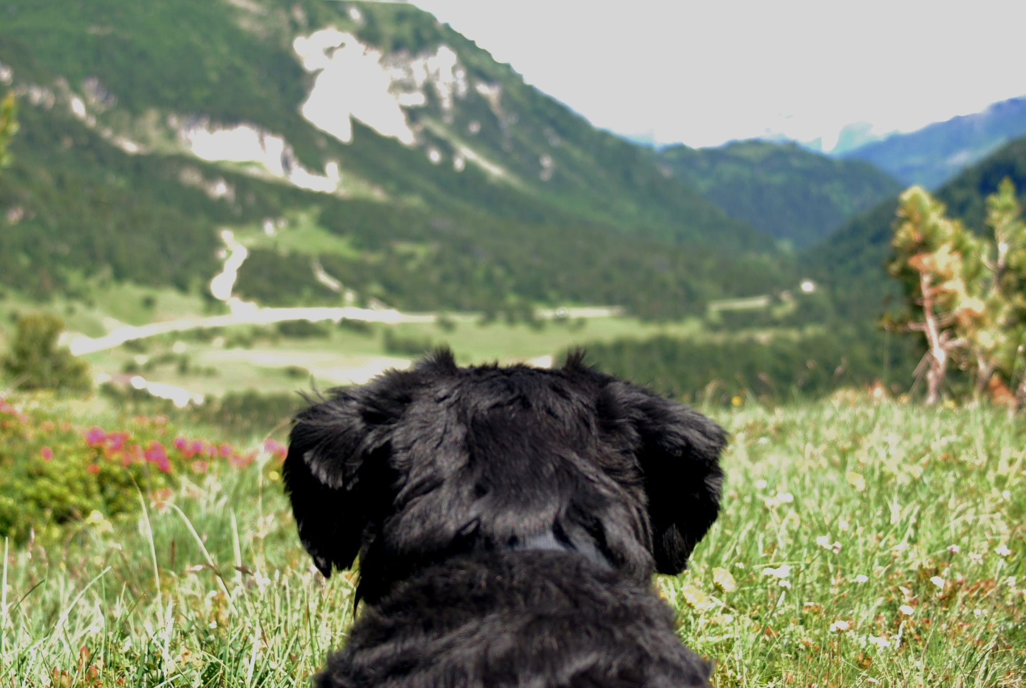 Sogni canini accarezzati dal vento di montagna di Arianna.O