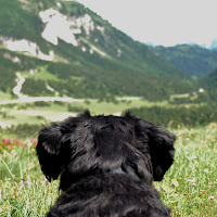 Sogni canini accarezzati dal vento di montagna di 