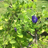 Butterfly pea