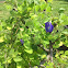 Butterfly pea