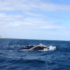 Ballena Franca Austral