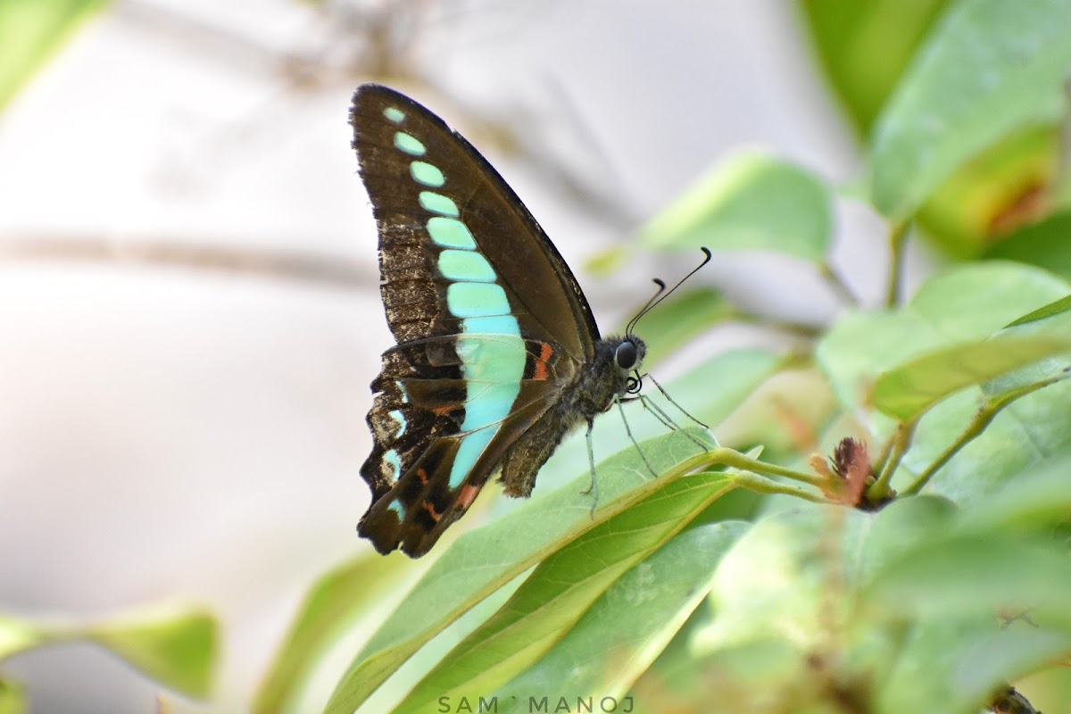 Common Bluebottle / Blue Triangle