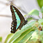 Common Bluebottle / Blue Triangle