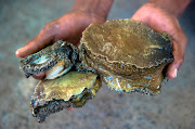 Two suspects were arrested in connection with illegal abalone possession. File image.