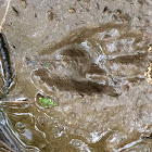 Raccoon footprints