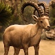 Download Ultimate Ibex Simulator For PC Windows and Mac 0.1