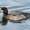 Lesser scaup (female)