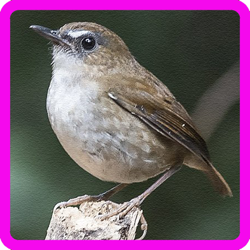 Kicau Cingcoang Cokelat 1 0 Apk Download Com Zitoapp