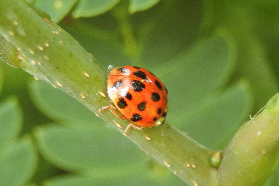 Multicolored Asian Lady Beetle