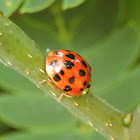 Multicolored Asian Lady Beetle