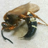 Cicada Killer Wasp