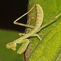 Giant Asian Mantis nymph