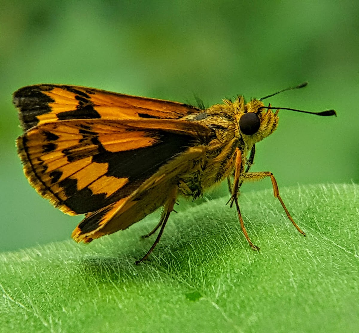 Dark Palm Dart