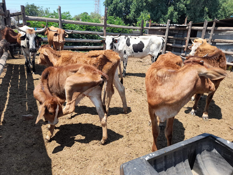 Suspected stolen livestock recovered in the North West.