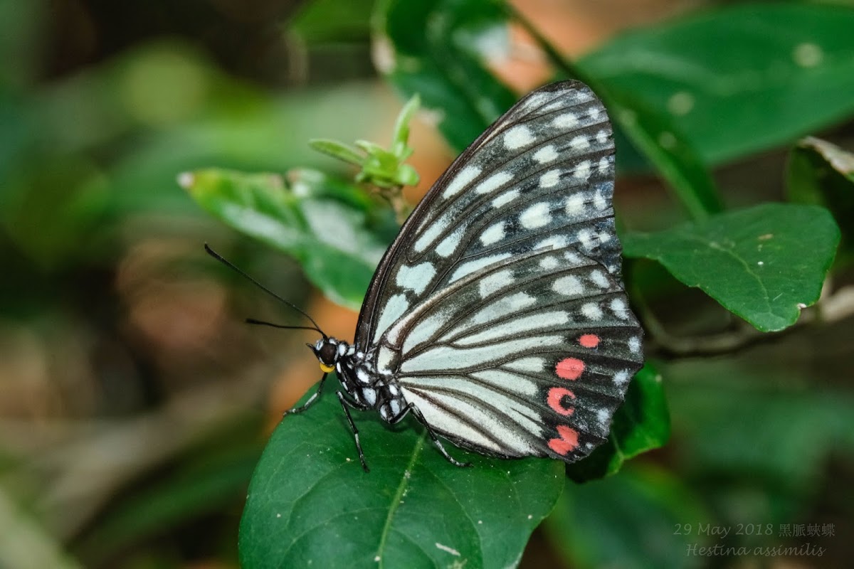 Hestina assimilis 黑脈蛺蝶