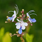 Butterfly Bush