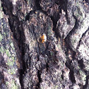 Multicolored Asian Lady Beetle evacuated pupa