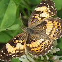 Silvery Checkerspot