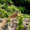 rock bunting