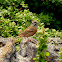 rock bunting