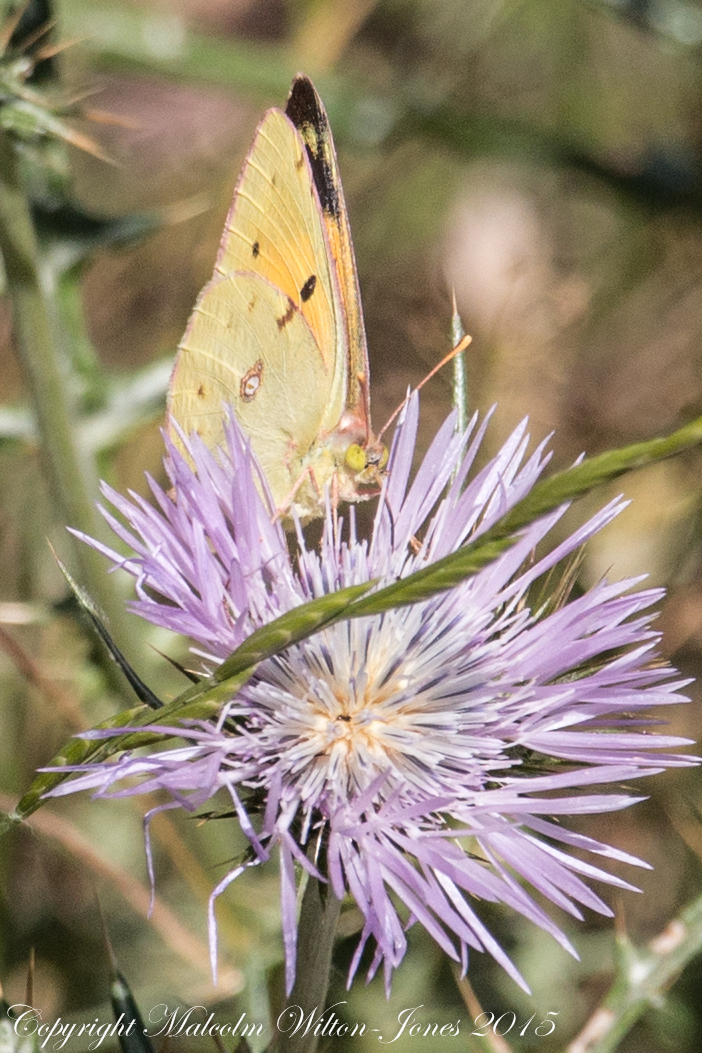 Clouded Yellow