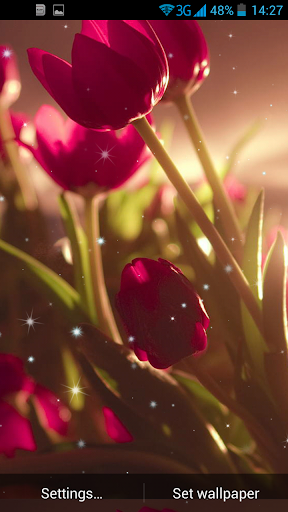 Tulips Live Wallpaper