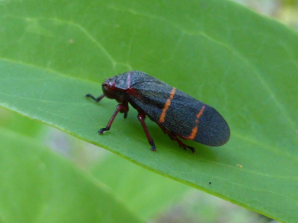 Two-lined Spittlebug