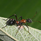 Broad-headed bug