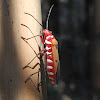 Red cotton stainer