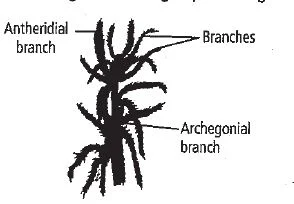 Bryophyta