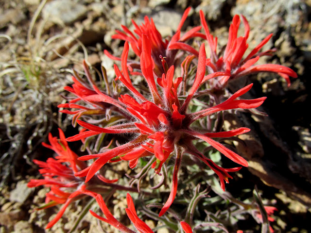 Indian paintbrush