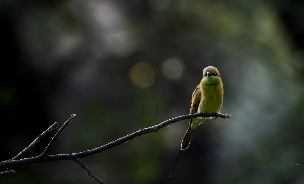 Green Bee Eater