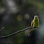 Green Bee Eater