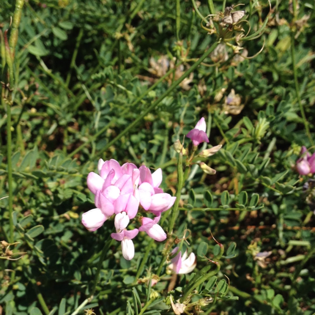 Crown Vetch