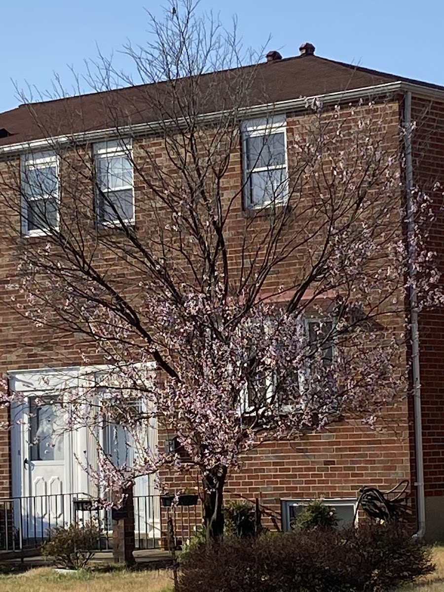 eastern redbud