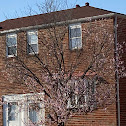 eastern redbud