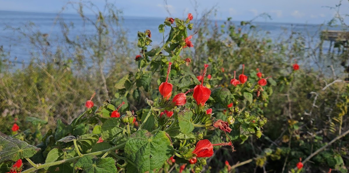 Drummond's Turk's Cap