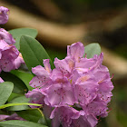 Rhododendron