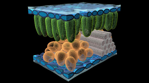 Epidermal Cell Tissue 3D