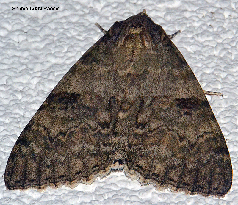 Red Underwing