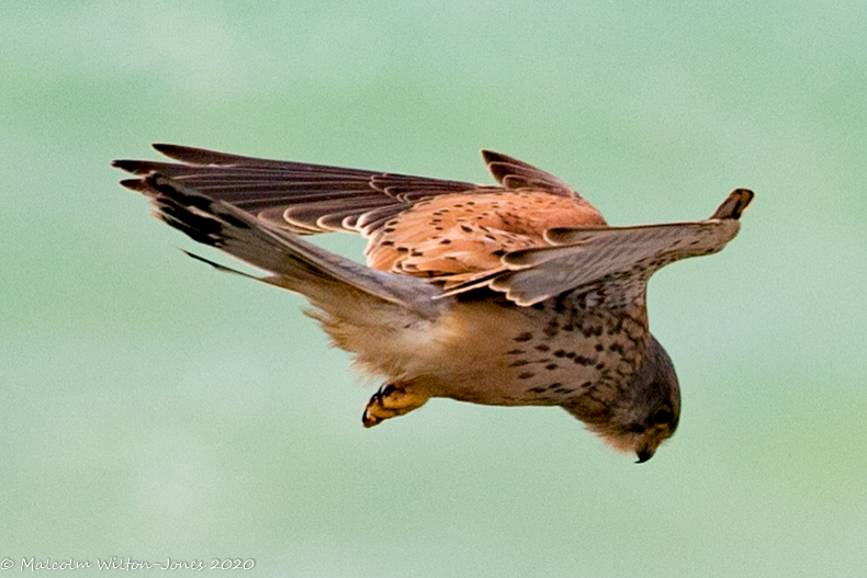 Kestrel