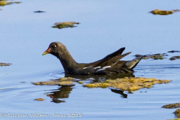 Moorhen