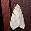 Light Ermine Moth