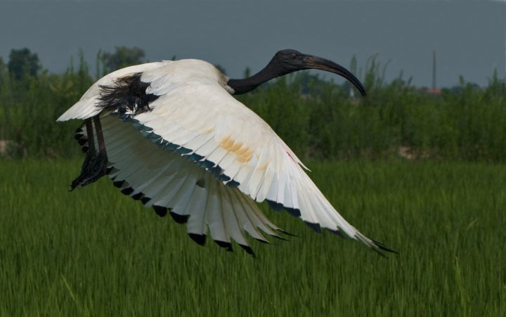 Ibis Sacro di pailanus