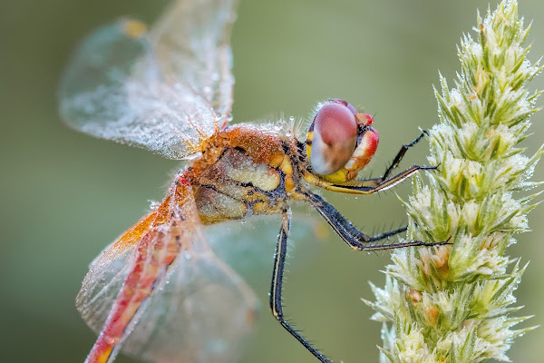 Colori del Micromondo di robertovelardi 