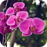 Orchid Flower Wallpapers  Icon